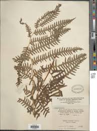 Image result for Pteris kivuensis