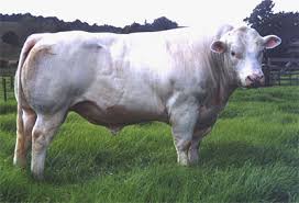 After months of new fencing, we started our cattle adventure. Belgian Blue Semen Sales From Woodleigh Belgian Blues Award Winning Cattle Breeders