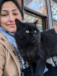 Has anyone seen the big fluffy tomcat near Hotel Yorba?