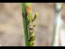 Grafting fruit trees is much easier than you think, and you can do it for under $6 per tree! Single Bud Veneer Avocado Grafts Can Be Used In Canopy Change Grafting Avocado Trees Plant Grafting Grafting Fruit Trees