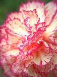 Carnation Carnations Birth Flowers Carnation Flower