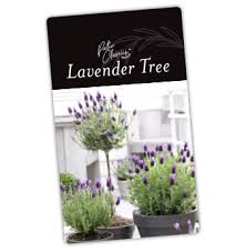These topiaries are addictive i'm telling you, i made my very first one last week and immediately saw another style that i had to try.lavender!! Pin On Home And Garden