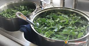 If you like frozen greens in the winter, just imagine how good it would taste if you had picked a bag yourself and then quickly froze it at home! Freezing Spinach Makes For Quick Smoothies And Easy Recipes