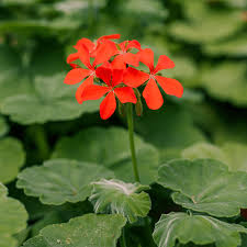 Image result for Geranium