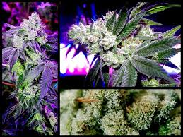 Auch hier könnte man sagen, es kommt darauf an. Led Technik Der Durchbruch In Der Cannabis Beleuchtung Grow Magazin