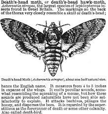A Paper Bear Art Journal Tumblr Moth Symbolism Death Head Moth Tattoo Hawk Moth