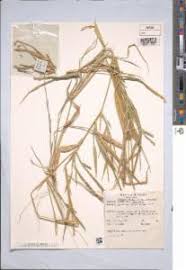 Image result for Lepturus repens