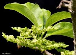 Image result for Vangueria madagascariensis