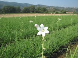 11.3 x 7.32 x 2.17 inches; 45 Types Of White Flowers With Pictures Flower Glossary
