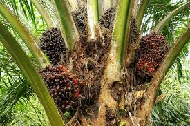 One of the largest oil palm and rubber plantation companies in malaysia. Malaysia Tops Table For Palm Oil Supply To China Biofuels International Magazine