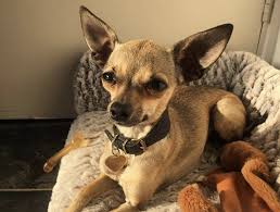 Discover the world's most coveted men's and women's collections, straight from the runway. 34 Classic Chihuahua Mixes Find The Best Chihuahua Mix