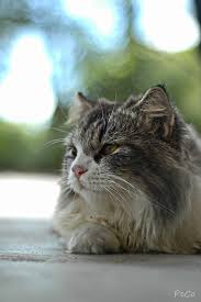 Harga gambar kucing parsi harga kucing persia terbaru hari. Kucing Parsi Pijut Punyaaaa Syafiq Abdullah Flickr