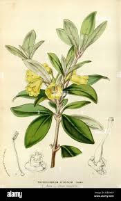 Image result for Coleotrype natalensis