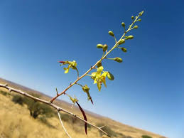 Image result for Parkinsonia africana