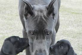 Teacup puppies for sale in miami fl, sarasota, tampa, fort myers, st petersburg, orlando florida. Highlands Great Danes Blue Great Dane Puppies For Sale Black Blue Great Dane Puppies Dane Puppies Blue Great Danes
