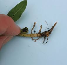 We did not find results for: Familiarize Yourself With Fungus Gnats Greenhouse Management