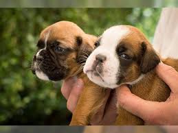 Find boxer puppies for sale and dogs for adoption near you. Boxer Puppy For Sell Now 500 Boxer Puppies Boxer Puppies For Sale Boxer Puppy