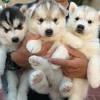 If you are considering adopting a pet, private pet adoptions by owner are a great way to go. Https Encrypted Tbn0 Gstatic Com Images Q Tbn And9gcsry93llfjtmsll5d3x3edmoqwjm5g1ftnrfasezkm Usqp Cau