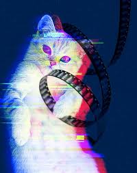 There are many no kill shelters and rescue groups in the houston area. Catvideofest Is A Meowtain Of Adorable Felines Houstonia Magazine