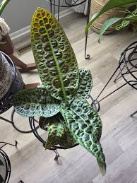 Image result for Ledebouria Unidentified sp. no5.