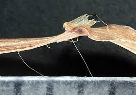 Image result for Leptochloa panicea