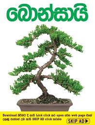 Episode 23 today i will show you how to make a mame bonsai tree at home. Facebook