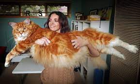 The maine coon has a distinctive chirp and warble to its vocality. Cat Price List Kittens For Sale Price Cost Best Cat For Sale Websites