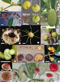 Image result for Moraceae