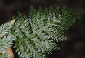 Image result for Abrodictyum