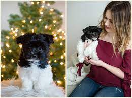 Cleveland photographer photographs original photography. Jen Madigan Photography Mentor Ohio Lifestyle Photographer Megan Remy Cleveland Ohio Pet Photography