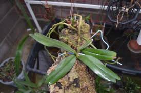 Image result for Rhipidoglossum rutilum