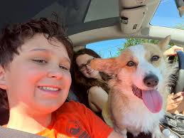 Itchy corgi diet recommendations from owners