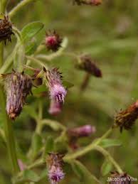 Image result for Laggera