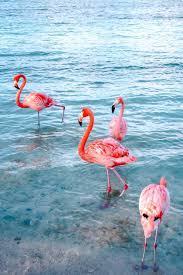 flamingo beach the ultimate guide for visiting in aruba flamingo pictures flamingo wallpaper flamingo