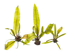 Image result for Aponogeton stuhlmannii