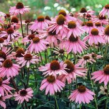 Whether you have partial shade or full sun, you'll find the right plants for your garden. 10 Easy Perennials Anyone Can Grow