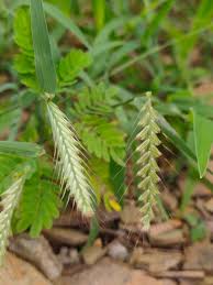 Image result for Tetrapogon tenellus