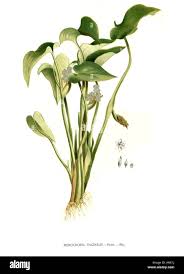 Image result for Monochoria