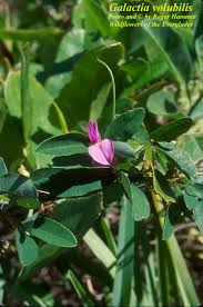 Image result for Galactia