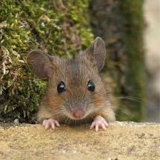 Blog Do Rato Associacao Brasileira De Franchising Camundongo Blog Do Rato Animals Animals Beautiful E Pet Mice