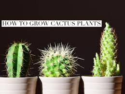 If you own a cactus, then you'll be keen to know how fast it will grow and how large it will get with time. How To Grow Cactus Plants Gardening Channel Cactus Plants How To Grow Cactus Cactus House Plants