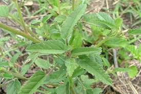 Image result for Sida spinosa