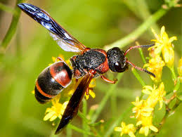 Because they are scientifically categorized under the same kingdom, phylum, class, order and suborder and are very closely related to one another. Red And Black Mason Wasp