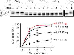 Check spelling or type a new query. Artificial Rna Polymerase Ii Elongation Complexes For Dissecting Co Transcriptional Rna Processing Events Protocol Translated To Arabic