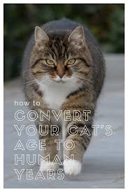 Fourteen of the remaining kittens were male, and there was just one female. Pin On Meow Knowledge