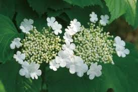 アジサイに似た花の名前は 白やピンク 緑 青の種類や秋咲きで考えられる植物は パワースポット巡りでご利益を 開運ネット