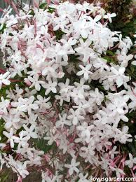 Star jasmine or pink jasmine? How To Care For The Sweet Pink Jasmine Everybody Loves