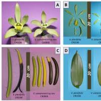 Image result for Vanilla crenulata