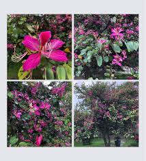 Image result for Funtumia africana