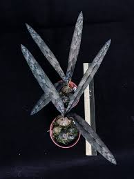 Image result for Oeceoclades